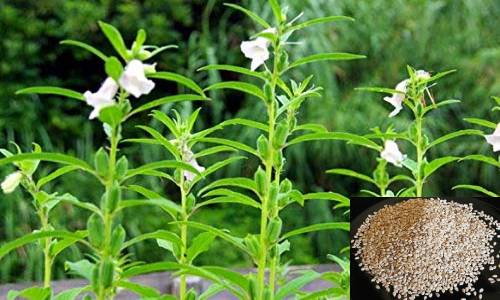 तिल की व्यावसायिक खेती, जानिए तिल की उन्नत खेती के बारे में